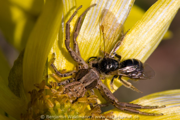 Braune Krabbenspinne