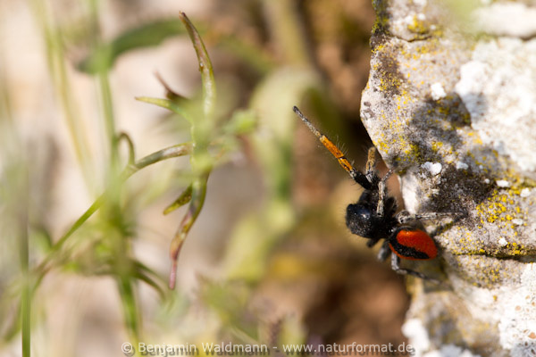 Goldaugen Springspinne