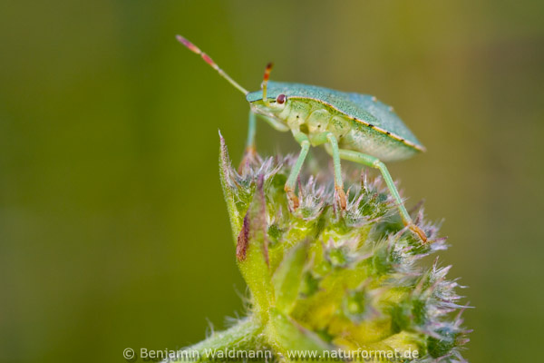 Grüne Stinkwanze