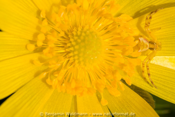 Frühlings-Adonisröschen
