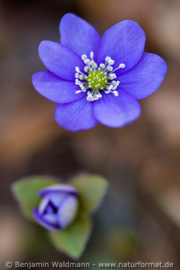 Leberblümchen