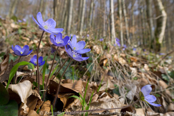 Leberblümchen