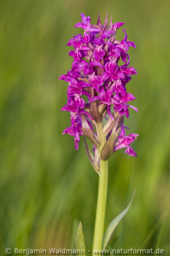 Breitblättriges Knabenkraut