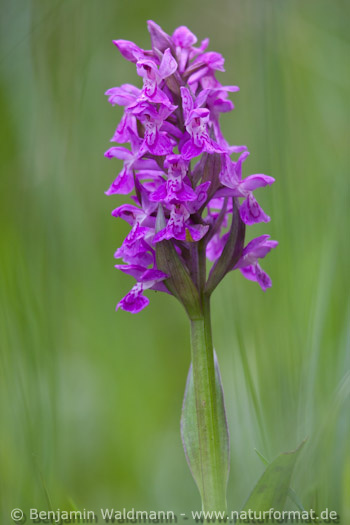 Breitblättriges Knabenkraut