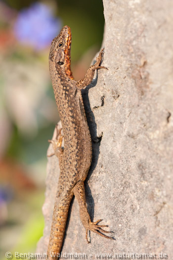 Mauereidechse