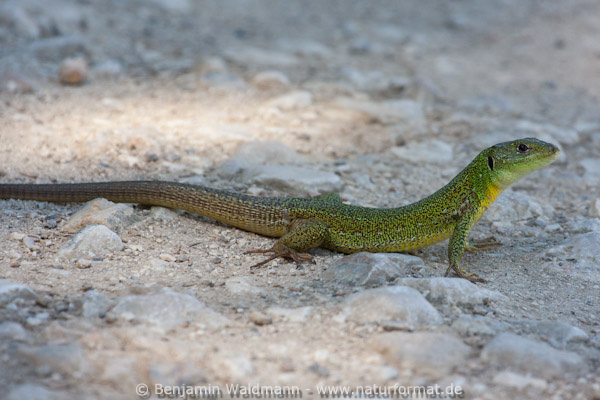 Riesensmaragdeidechse