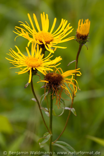Wiesenalant