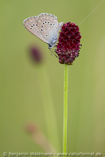 Heller Wiesenknopf-Ameisenbläuling