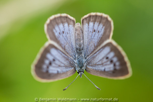 Heller Wiesenknopf-Ameisenbläuling