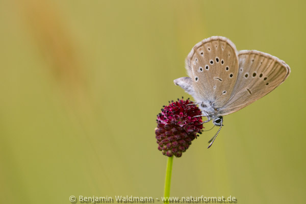 Heller Wiesenknopf-Ameisenbläuling