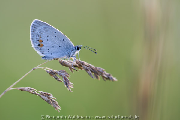 Kurzschwänziger Bläuling