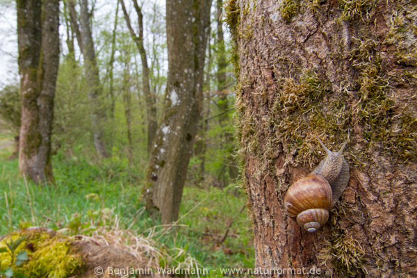 Weinbergschnecke