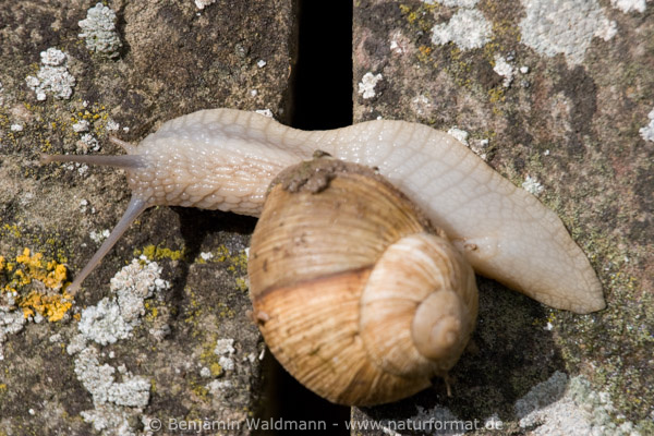 Weinbergschnecke