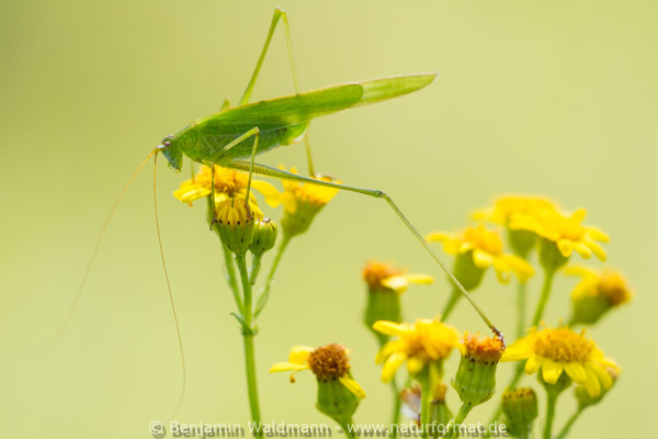 Gemeine Sichelschrecke