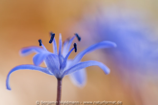 Blaustern