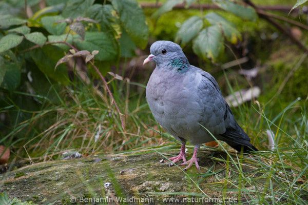 Hohltaube