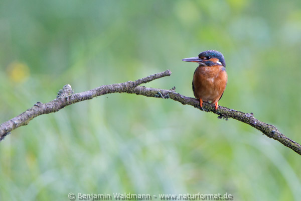 Eisvogel