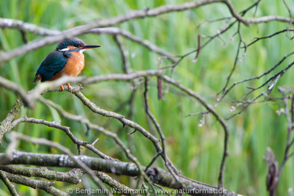 Eisvogel