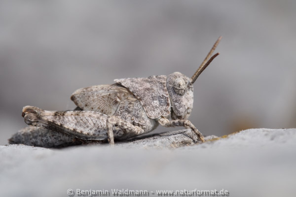 Blauflügelige Ödlandschrecke