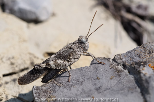 Blauflügelige Ödlandschrecke