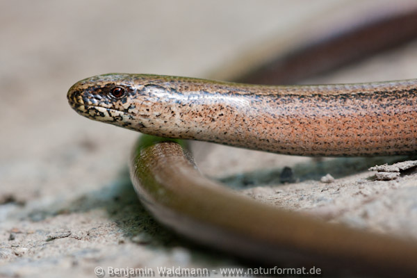 Blindschleiche