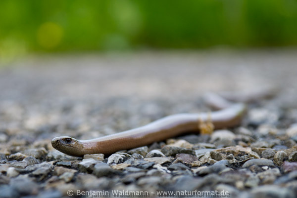 Blindschleiche