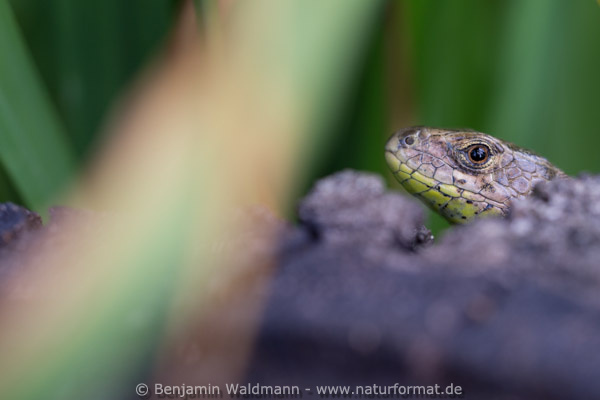 Zauneidechse