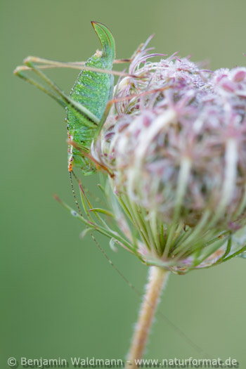 Punktierte Zartschrecke
