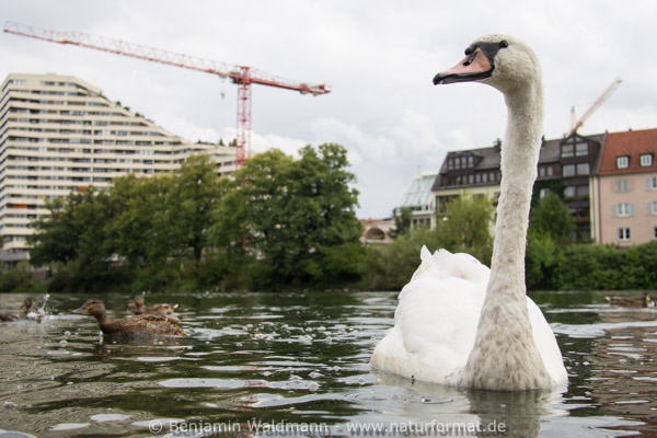 Höckerschwan