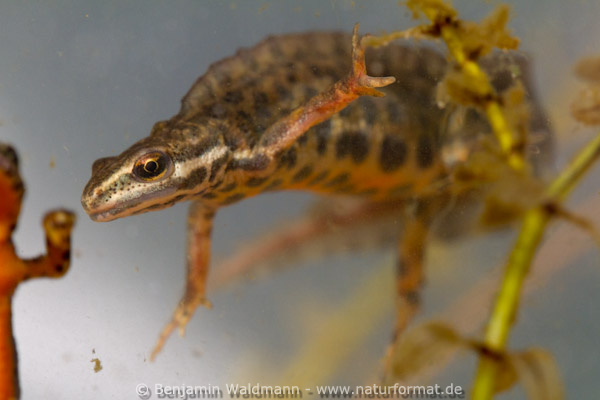Teichmolch