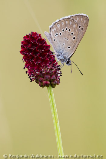Heller Wiesenknopf-Ameisenbläuling