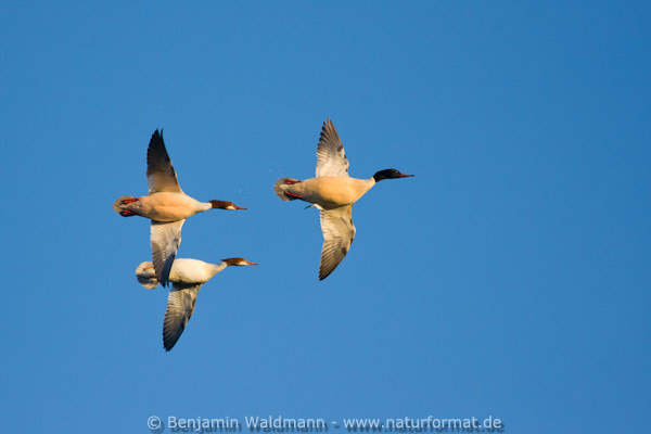 Gänsesäger