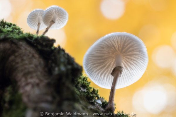 Beringter Buchenschleimrübling