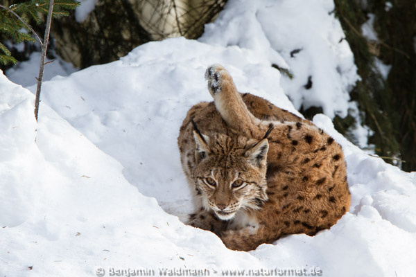Luchs