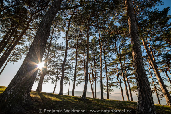 Kieferwäldchen und Albtrauf