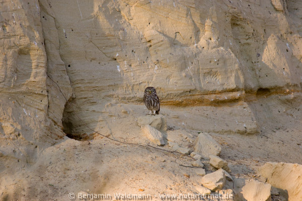 Steinkauz