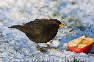Amsel