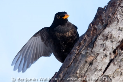 Amsel