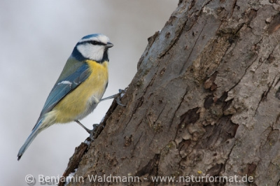 Blaumeise