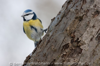 Blaumeise