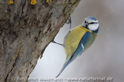 Blaumeise