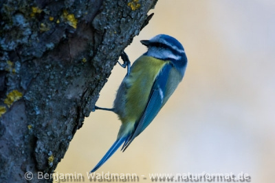 Blaumeise