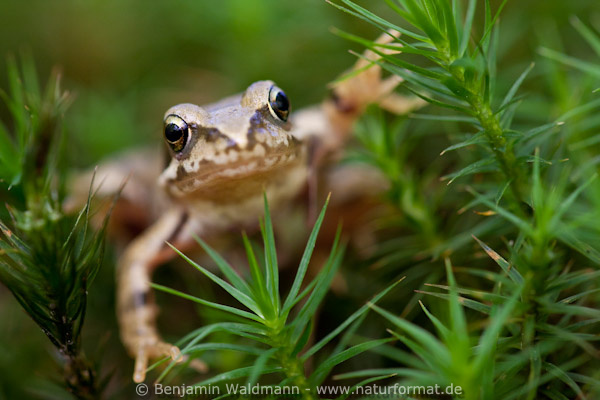Grasfrosch