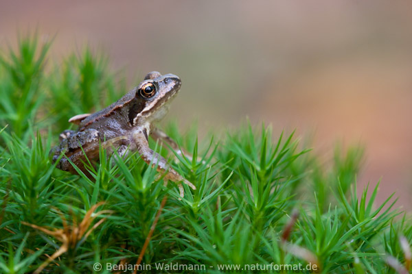 Grasfrosch