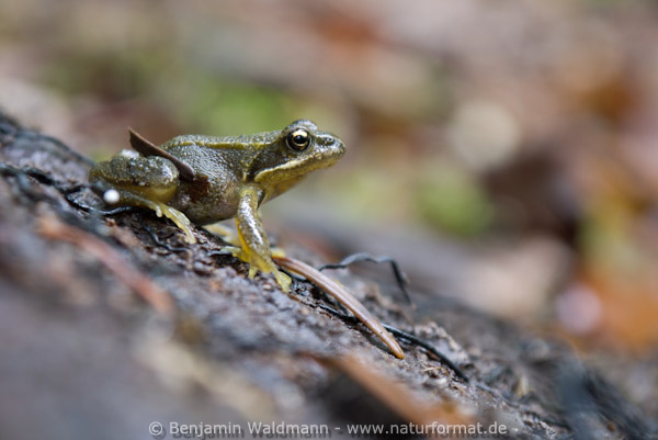 Grasfrosch