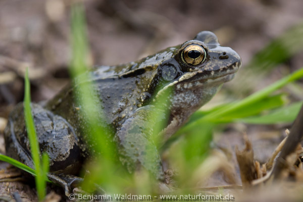 Grasfrosch