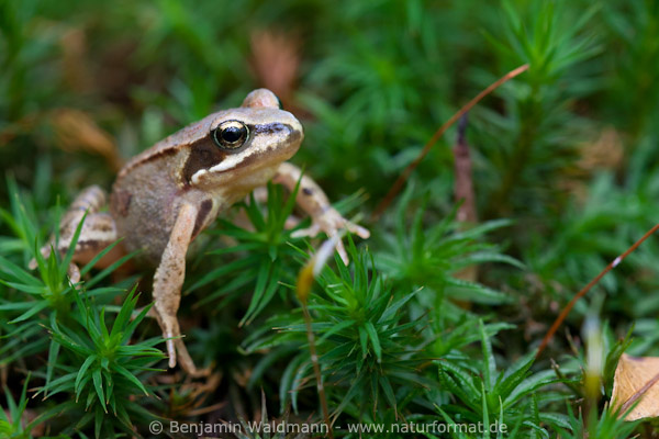 Grasfrosch