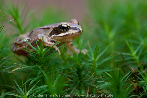 Grasfrosch