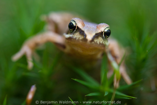 Grasfrosch