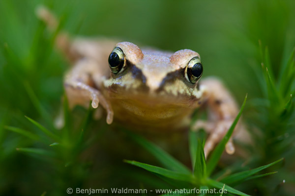 Grasfrosch